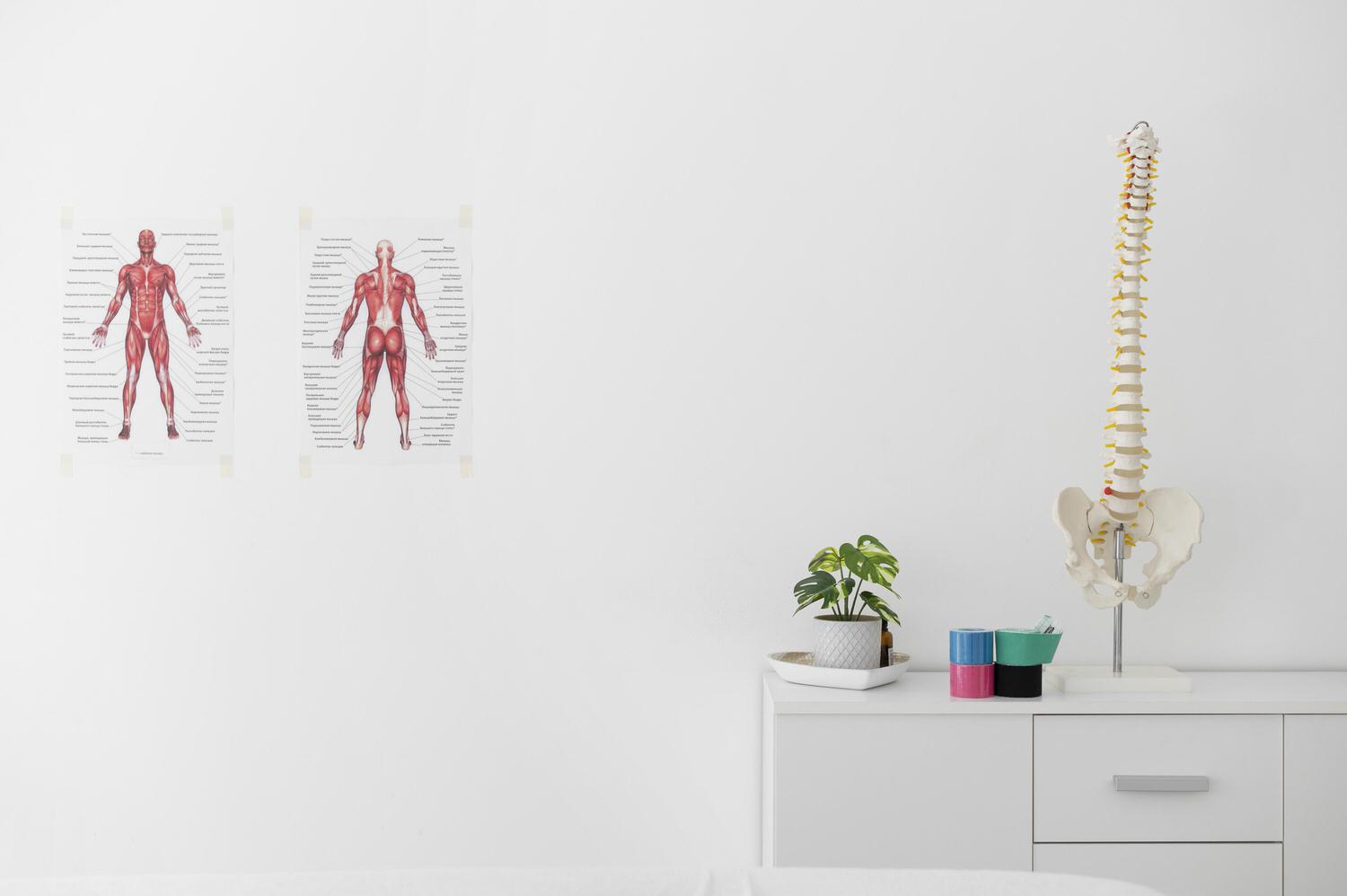 physiotherapy clinic with spine skeleton table
