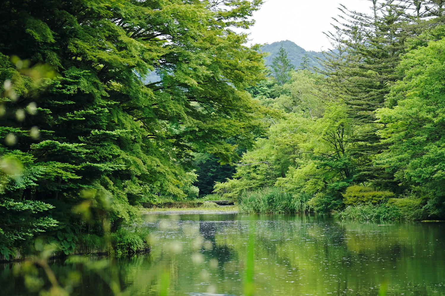 【4天3夜長野自由行】輕井澤交通,天氣,單車,小眾景點|白貓自行車|雲場池|舊近衛文麿別墅|輕井澤蕭紀念禮拜堂 - 第17張圖