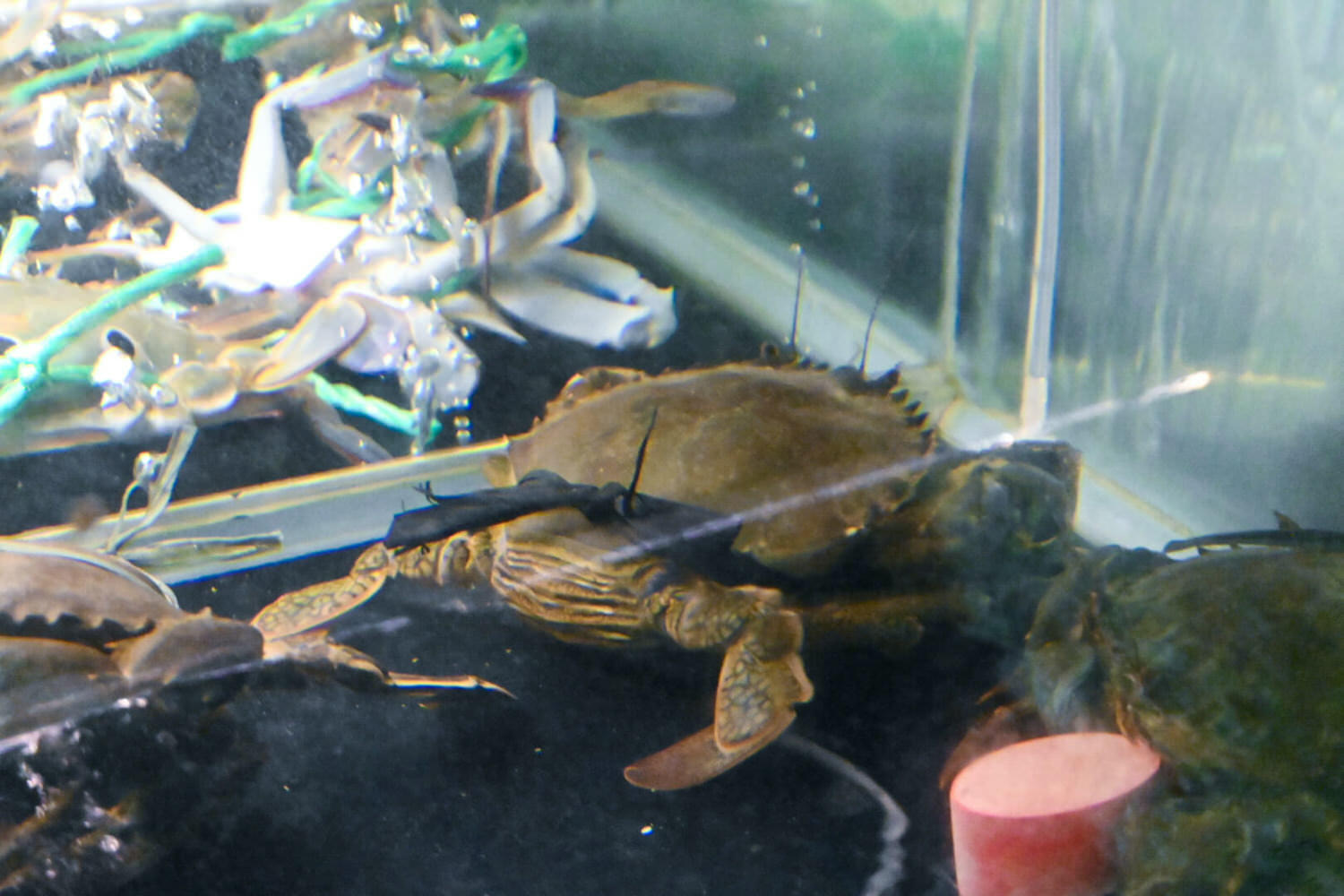 阿利海鮮。中式酒樓國宴菜色1人也能吃!永豐棧一泊二食珍味雙人饗宴(已歇業) - 第8張圖