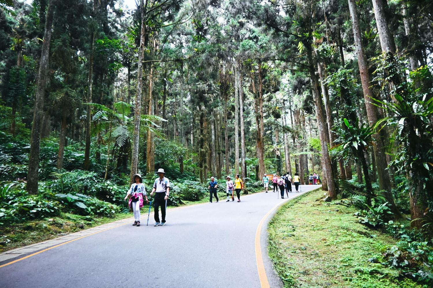 11月溪頭森林遊樂園區半日遊!路線規劃、景點餐飲、門票優惠 - 第18張圖
