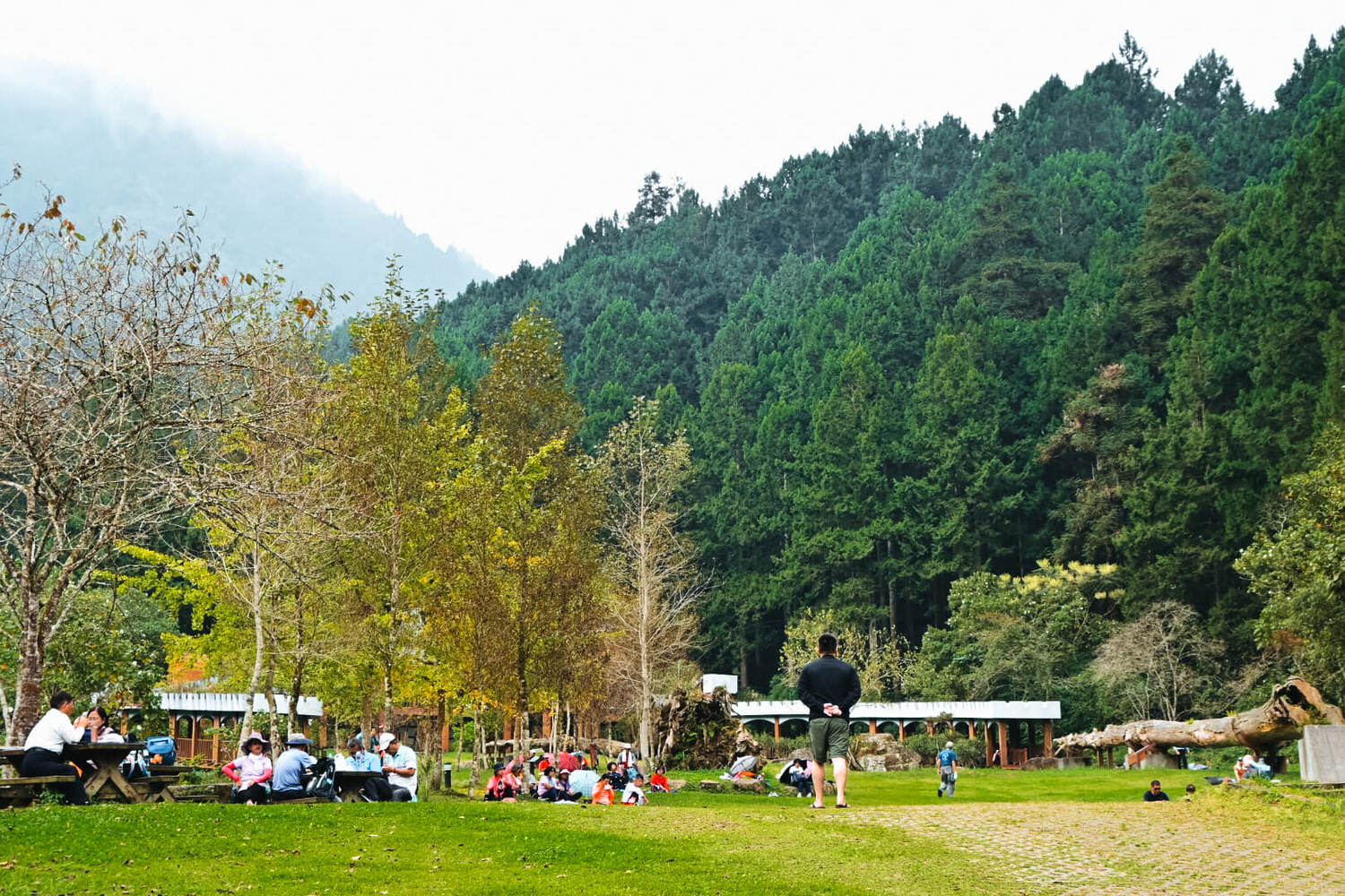 11月溪頭森林遊樂園區半日遊!路線規劃、景點餐飲、門票優惠 - 第22張圖