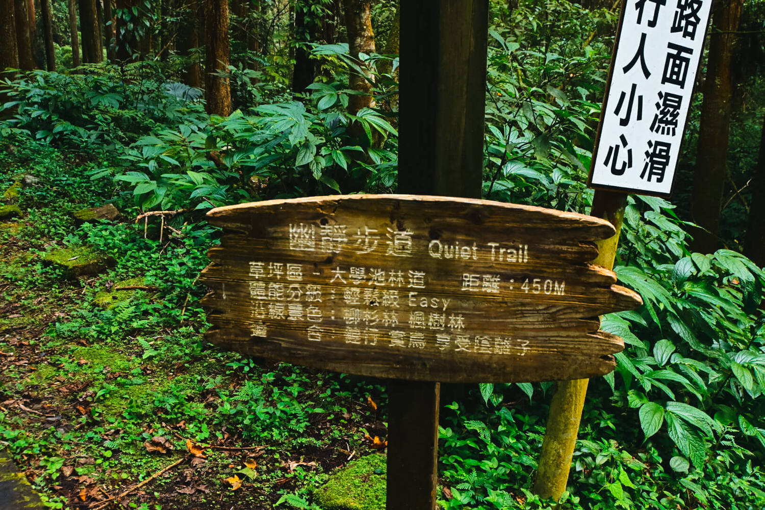 11月溪頭森林遊樂園區半日遊!路線規劃、景點餐飲、門票優惠 - 第35張圖
