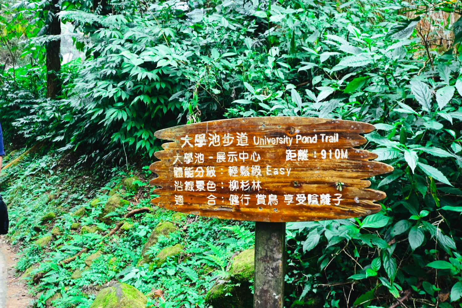 11月溪頭森林遊樂園區半日遊!路線規劃、景點餐飲、門票優惠 - 第44張圖