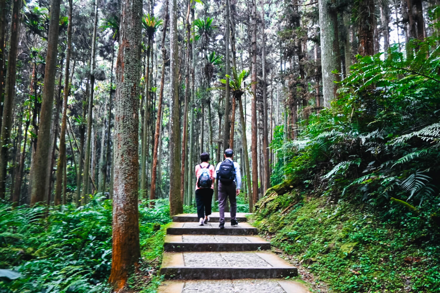 11月溪頭森林遊樂園區半日遊!路線規劃、景點餐飲、門票優惠 - 第46張圖