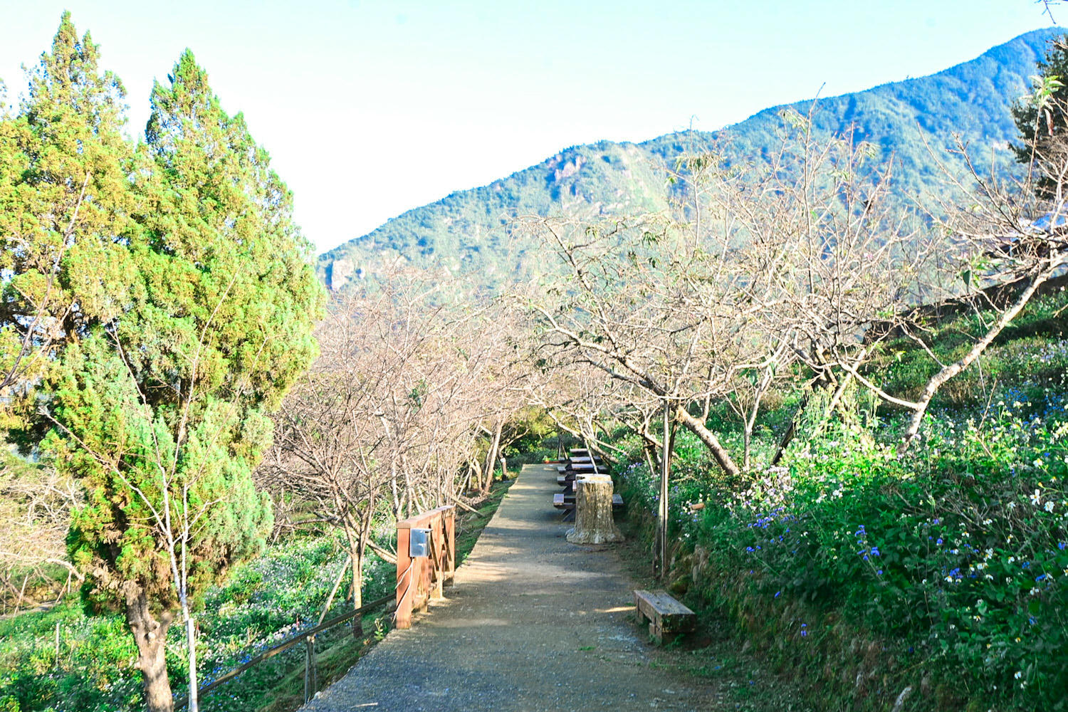 臺大實驗林鳳凰自然教育園區交通、門票|5分鐘抵達觀景迴廊山稜美景 - 第11張圖