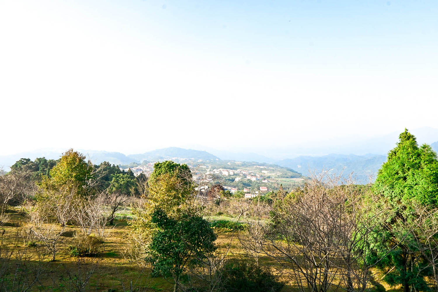 臺大實驗林鳳凰自然教育園區交通、門票|5分鐘抵達觀景迴廊山稜美景 - 第17張圖