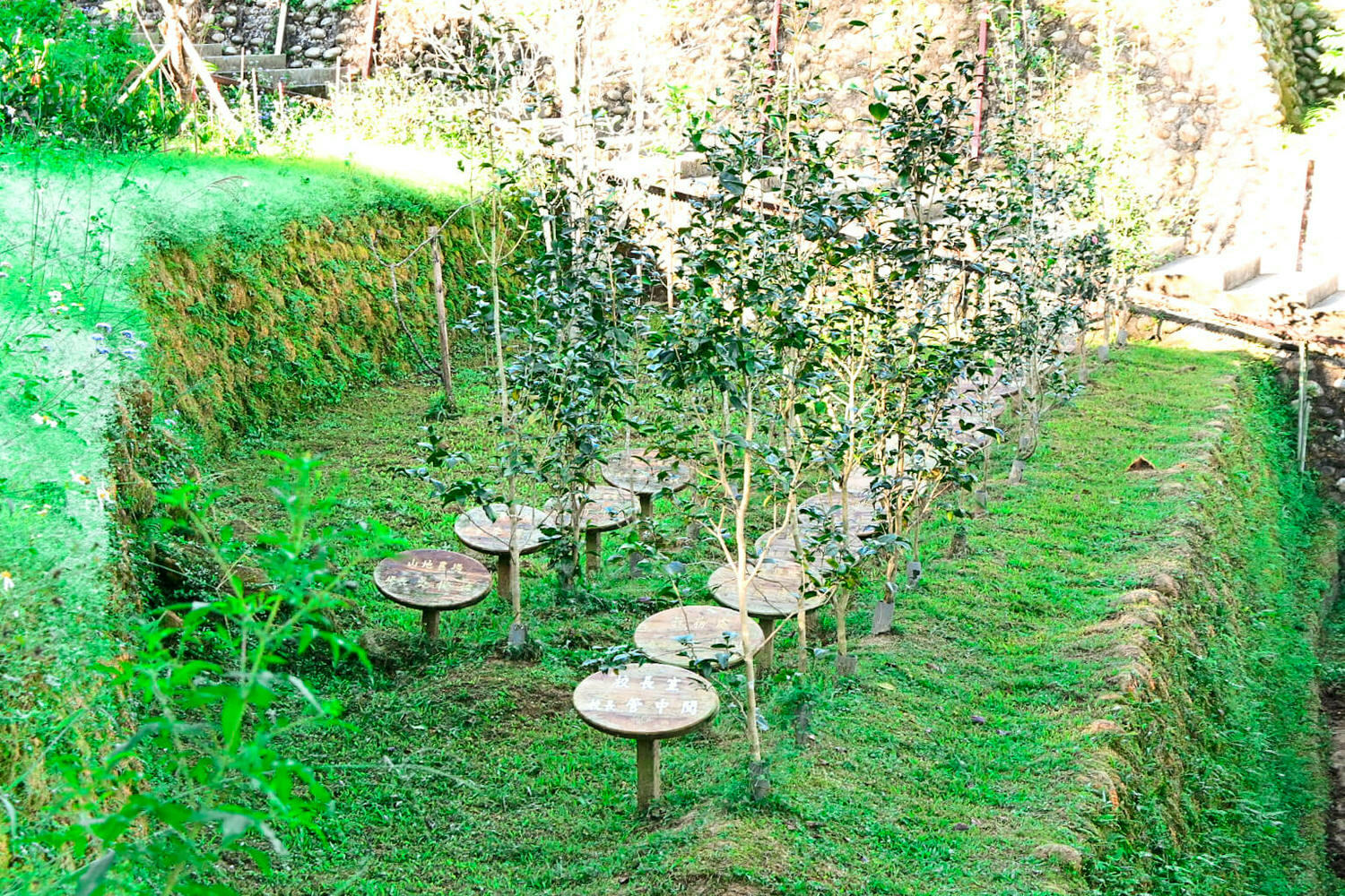 臺大實驗林鳳凰自然教育園區交通、門票|5分鐘抵達觀景迴廊山稜美景 - 第8張圖
