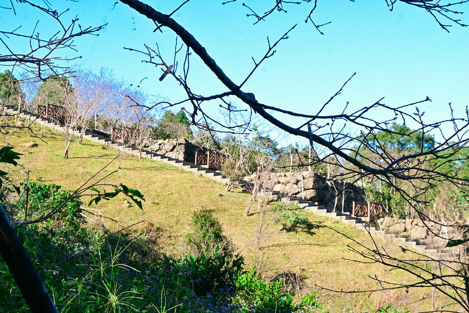 臺大實驗林鳳凰自然教育園區交通、門票|5分鐘抵達觀景迴廊山稜美景 - 第7張圖
