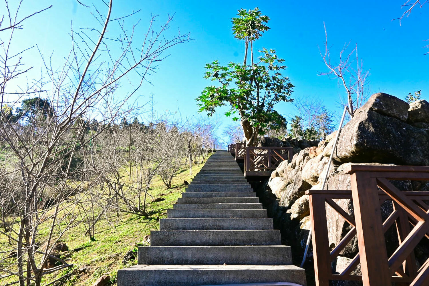 臺大實驗林鳳凰自然教育園區交通、門票|5分鐘抵達觀景迴廊山稜美景 - 第6張圖