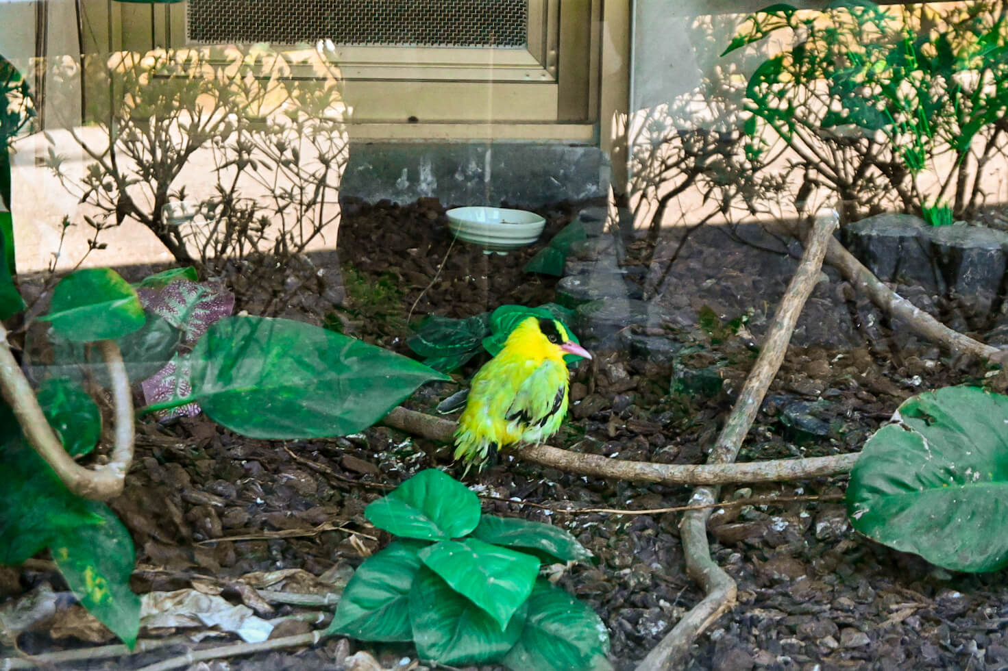 50元遊鳳凰谷鳥園生態園區3小時全攻略!門票餐飲、鳳凰谷瀑布、好漢坡 - 第15張圖