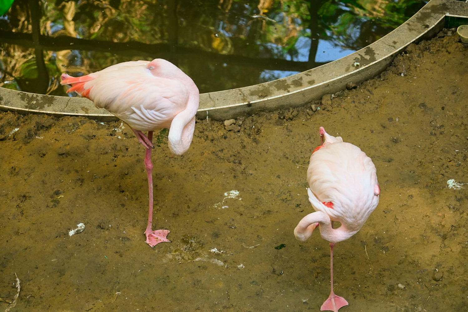 50元遊鳳凰谷鳥園生態園區3小時全攻略!門票餐飲、鳳凰谷瀑布、好漢坡 - 第11張圖