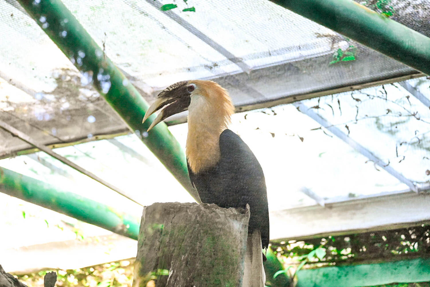 50元遊鳳凰谷鳥園生態園區3小時全攻略!門票餐飲、鳳凰谷瀑布、好漢坡 - 第20張圖
