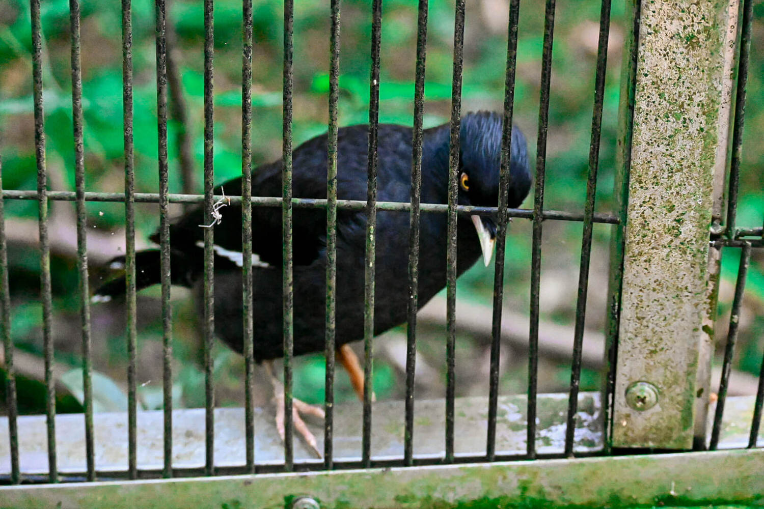 50元遊鳳凰谷鳥園生態園區3小時全攻略!門票餐飲、鳳凰谷瀑布、好漢坡 - 第23張圖