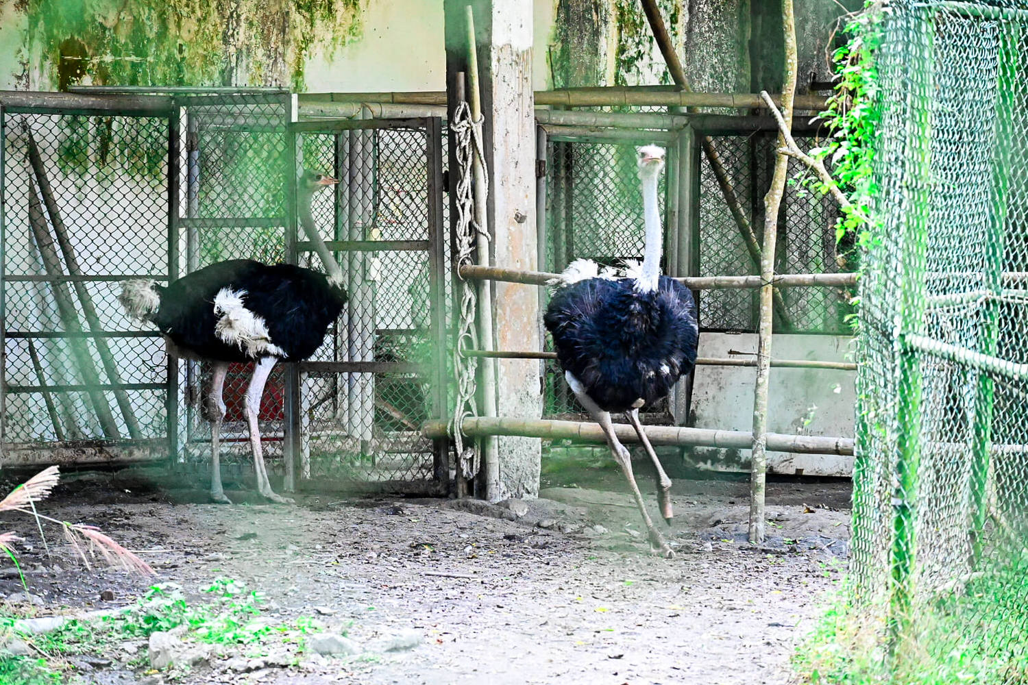 50元遊鳳凰谷鳥園生態園區3小時全攻略!門票餐飲、鳳凰谷瀑布、好漢坡 - 第47張圖