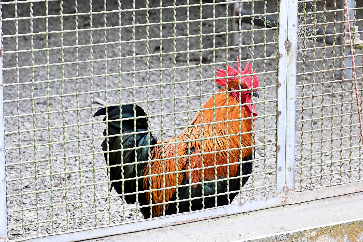 50元遊鳳凰谷鳥園生態園區3小時全攻略!門票餐飲、鳳凰谷瀑布、好漢坡 - 第52張圖