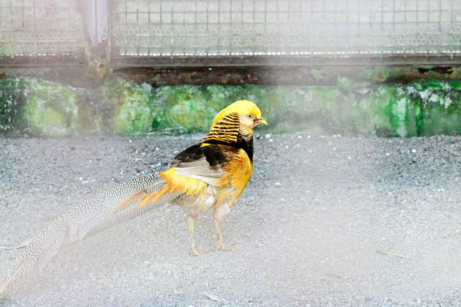 50元遊鳳凰谷鳥園生態園區3小時全攻略!門票餐飲、鳳凰谷瀑布、好漢坡 - 第53張圖