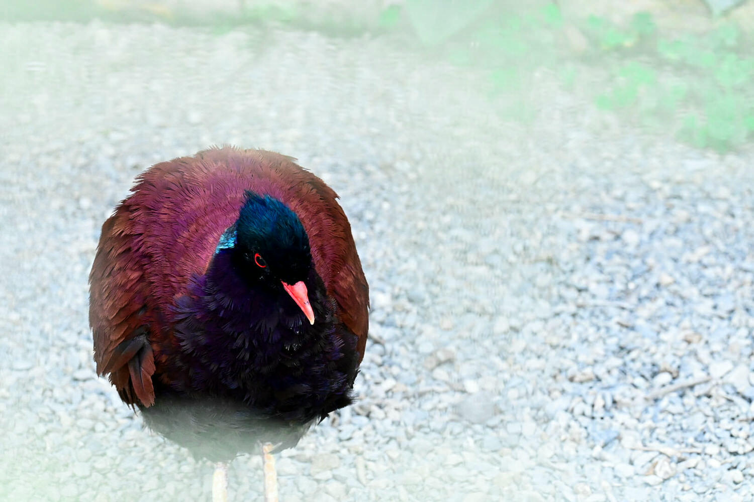50元遊鳳凰谷鳥園生態園區3小時全攻略!門票餐飲、鳳凰谷瀑布、好漢坡 - 第54張圖