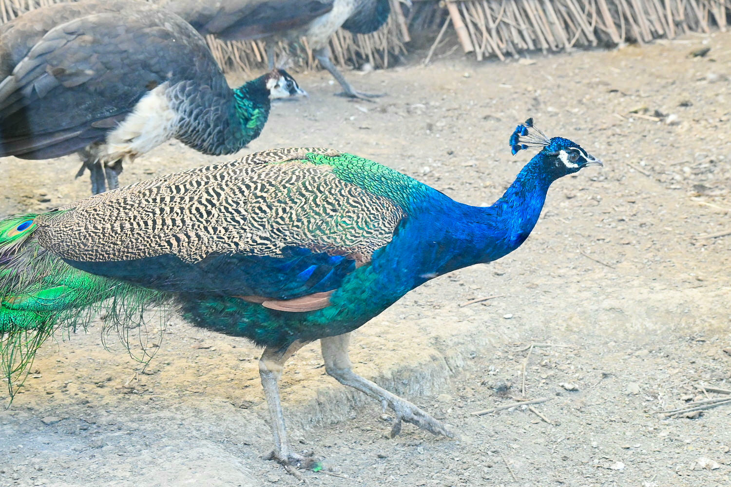 50元遊鳳凰谷鳥園生態園區3小時全攻略!門票餐飲、鳳凰谷瀑布、好漢坡 - 第49張圖