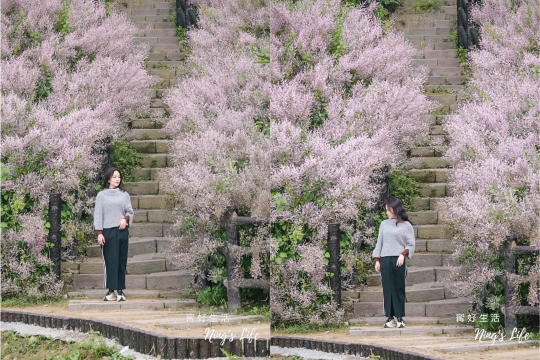 麝香木秘境5選!麝香木花期、走訪2公里清水溝溪麝香木花道免費 - 第17張圖
