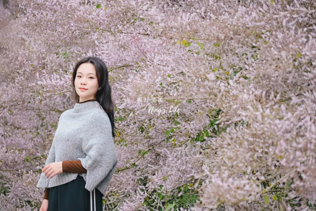 麝香木秘境5選!麝香木花期、走訪2公里清水溝溪麝香木花道免費 - 第23張圖