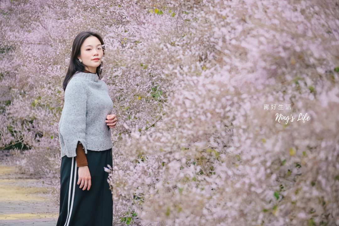 麝香木秘境5選!麝香木花期、走訪2公里清水溝溪麝香木花道免費 - 第22張圖
