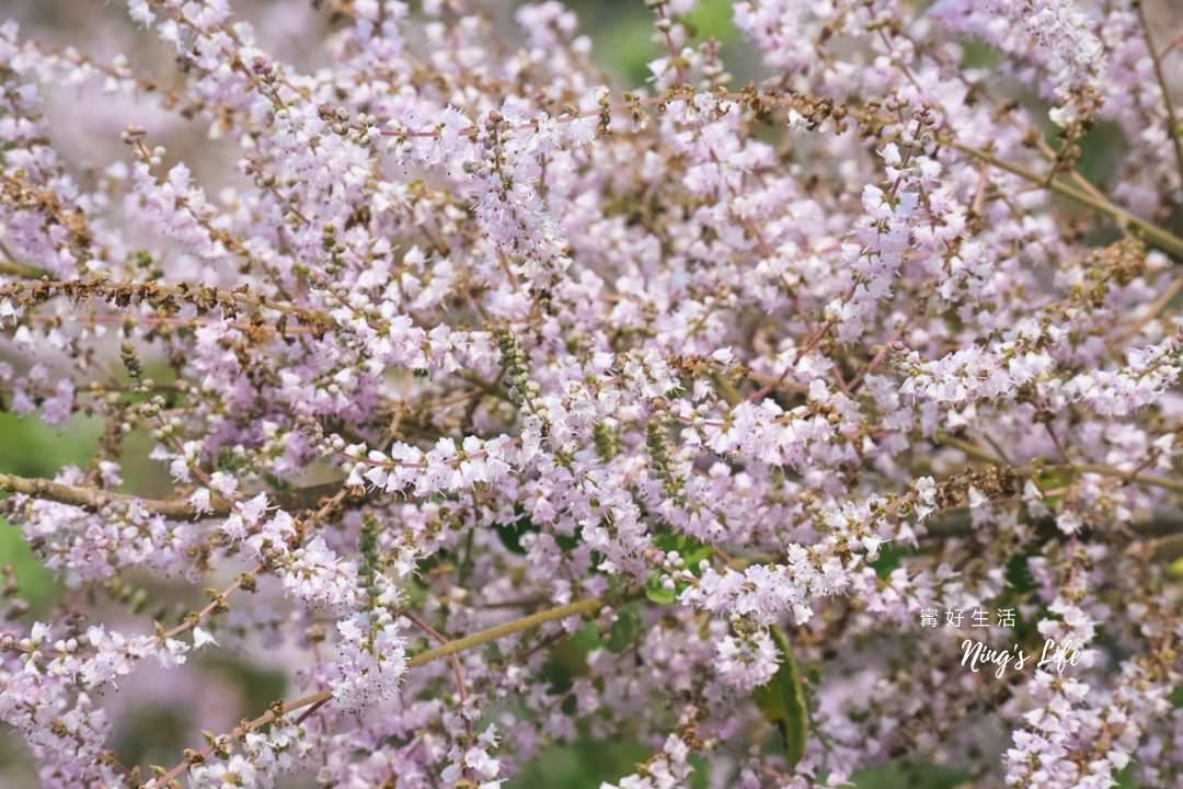 麝香木秘境5選!麝香木花期、走訪2公里清水溝溪麝香木花道免費 - 第7張圖