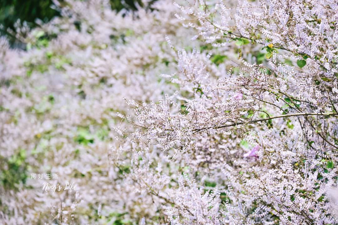 麝香木秘境5選!麝香木花期、走訪2公里清水溝溪麝香木花道免費 - 第1張圖 麝香木秘境麝香木花期