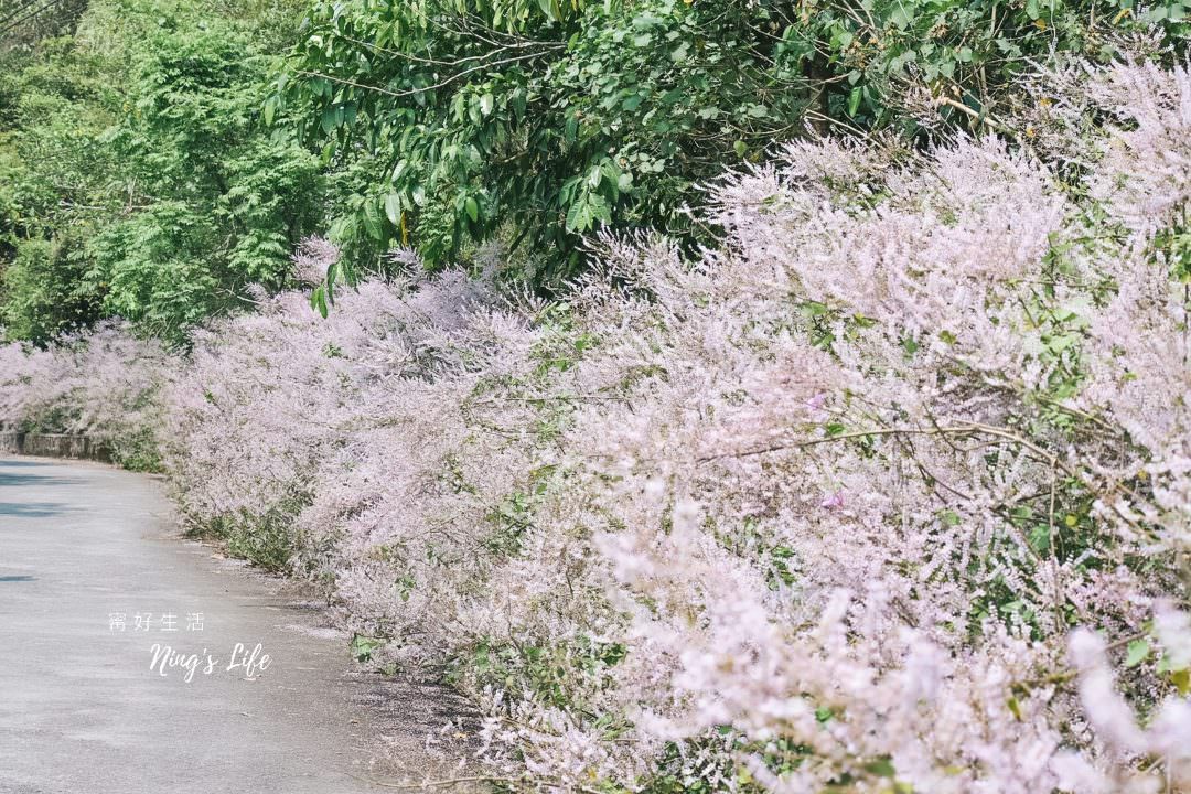 麝香木秘境5選!麝香木花期、走訪2公里清水溝溪麝香木花道免費 - 第5張圖