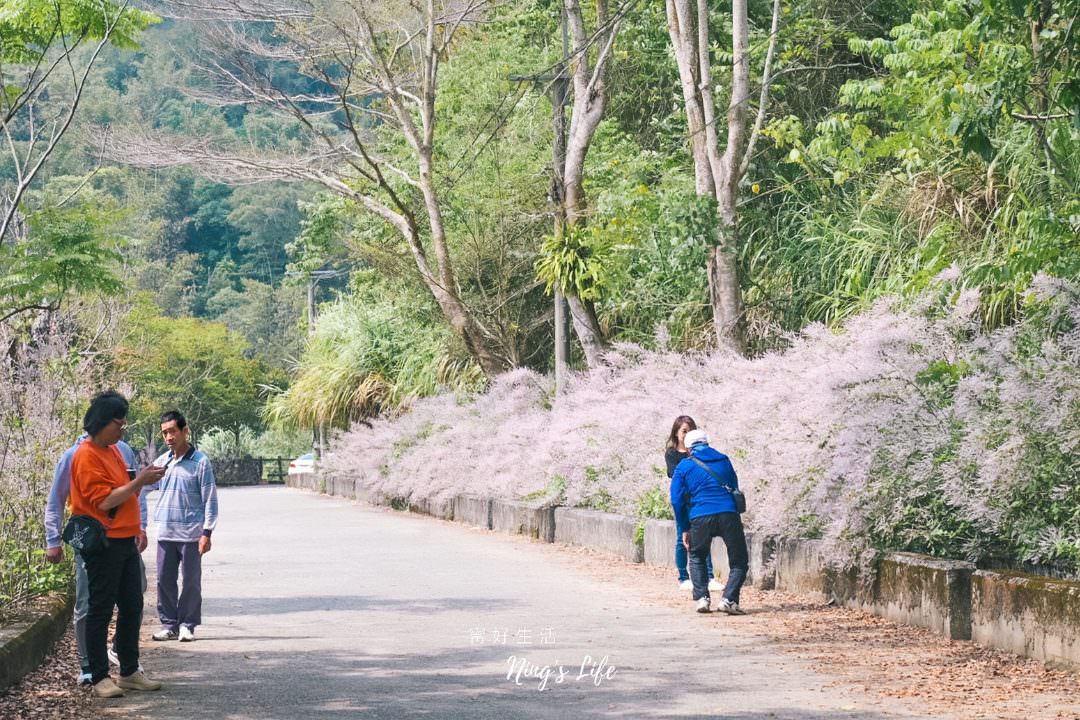 麝香木秘境5選!麝香木花期、走訪2公里清水溝溪麝香木花道免費 - 第2張圖