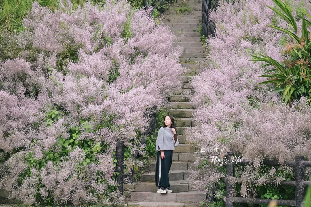 麝香木秘境5選!麝香木花期、走訪2公里清水溝溪麝香木花道免費 - 第16張圖