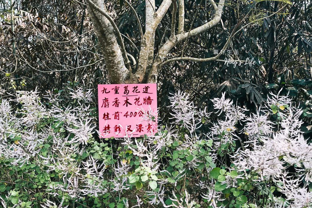 麝香木秘境5選!麝香木花期、走訪2公里清水溝溪麝香木花道免費 - 第19張圖