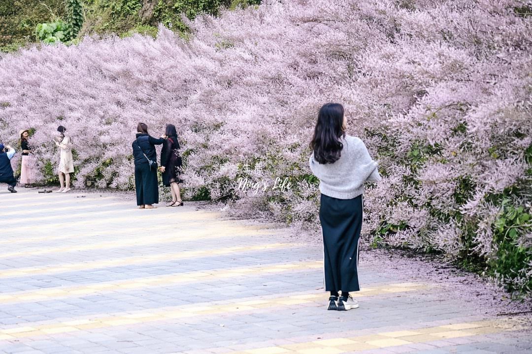 麝香木秘境5選!麝香木花期、走訪2公里清水溝溪麝香木花道免費 - 第21張圖