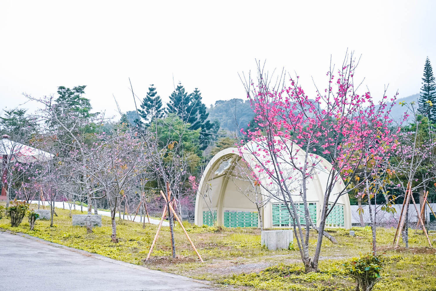 小半天一日遊｜南投櫻花季石馬公園