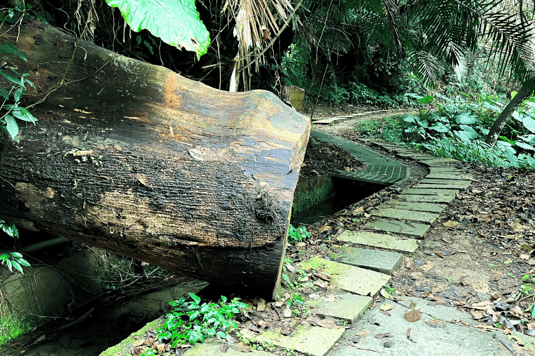 鹿谷小半天|孟宗竹林古戰場、長源圳生態步道清幽行 - 第16張圖