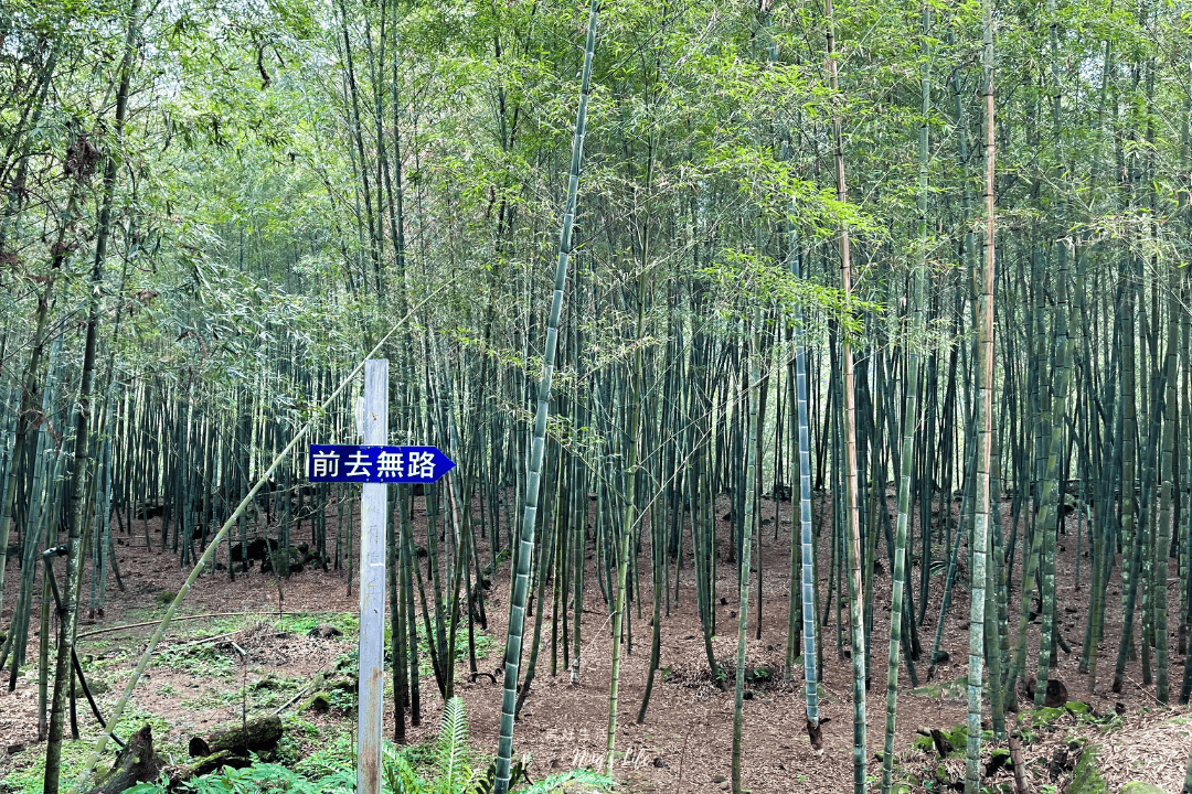 鹿谷小半天|孟宗竹林古戰場、長源圳生態步道清幽行 - 第13張圖