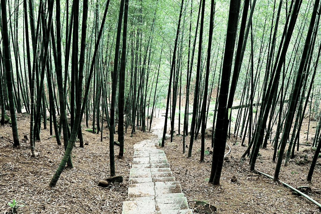 鹿谷小半天|孟宗竹林古戰場、長源圳生態步道清幽行 - 第11張圖