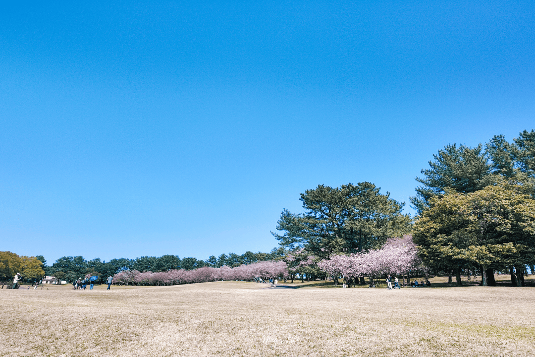 鹿兒島行程登櫻島、逛天文館通!麗星探索星號岸上觀光 - 第27張圖