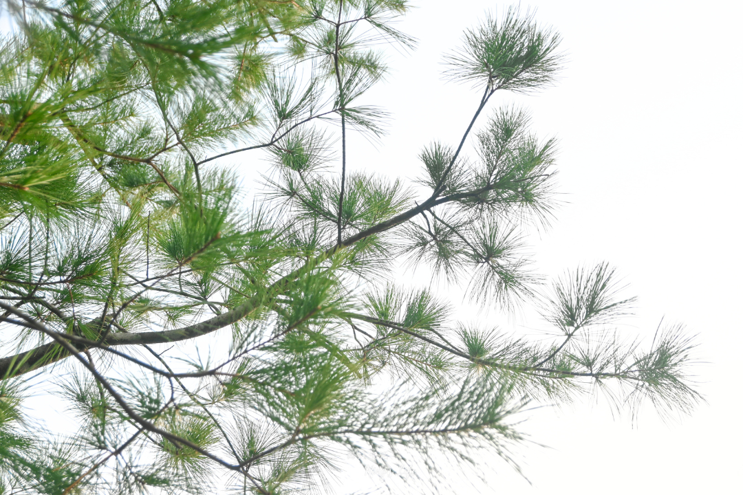 埔里春天度假村民宿|近5千坪庭園、山嵐景觀!可包棟、含早餐 - 第13張圖