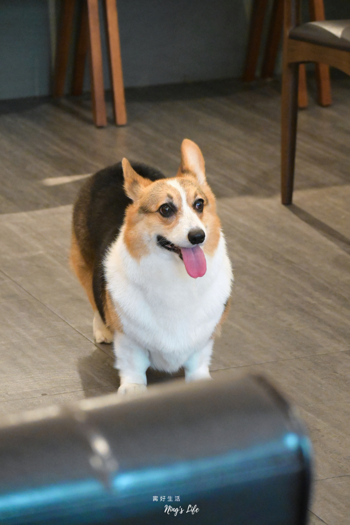 貳氖福商行|柯基控必收!手作戚風自烘咖啡 台北西門咖啡廳 - 第14張圖