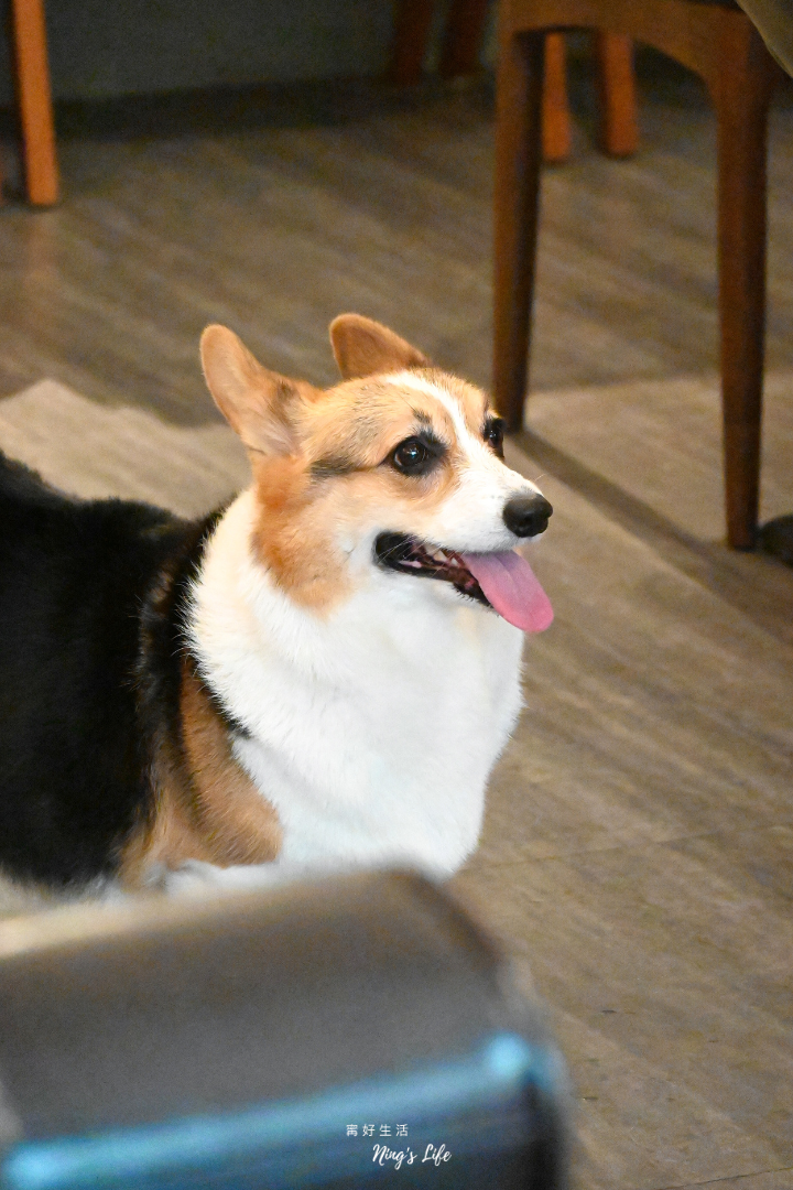 貳氖福商行|柯基控必收!手作戚風自烘咖啡 台北西門咖啡廳 - 第15張圖