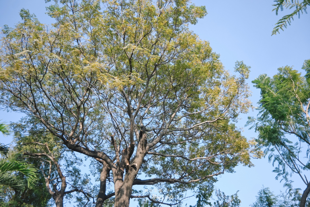 彰化北斗落羽松庭園牛排龍蝦聚餐親子餐廳推薦家園藝術咖啡牛排館菜單＠寗好生活